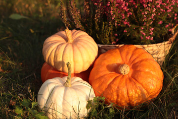 Wicker basket with beautiful heather flowers and pumpkins outdoors, closeup