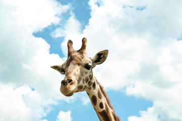 Naklejka na ściany i meble Beautiful spotted African giraffe against blue sky