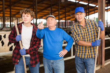 Elderly farmer instructs helpers what to do on a cow farm