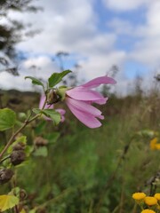Obraz premium pink mallow in the field 