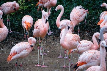 Crowd of Flamingos