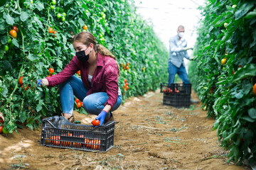 Girl and man in face masks picking tomatoes inside big warm house