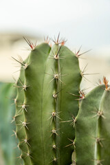 Close up of a cereus cactus with many sharp needle like spines