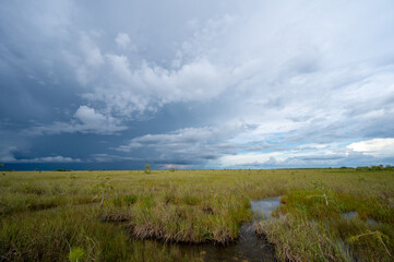 Fototapeta na wymiar Summer storm clouds over sawgrass prairie in Pa-Hay-Okee in Everglades National Park, Florida.