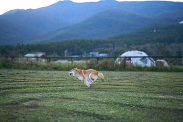草原で走り出す柴犬