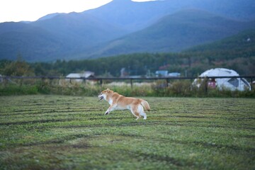 草原で跳ねる柴犬