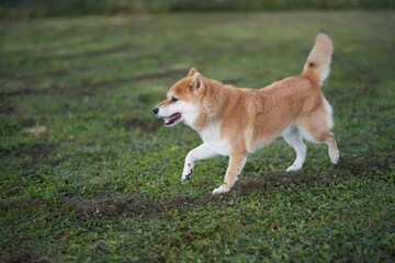 草原でニコニコ笑いながら歩く柴犬