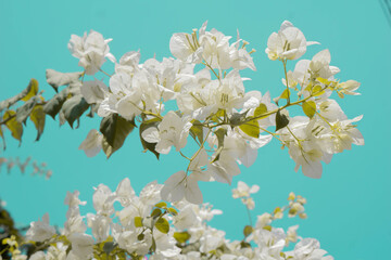 Fototapeta premium Bugenvil flower
