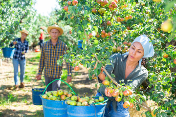 Young adult woman farmer working in orchard with group of seasonal workers, picking ripe organic pears