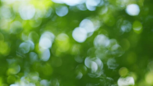 Focus bokeh background. Abstract nature bokeh background with light leak. Blur.