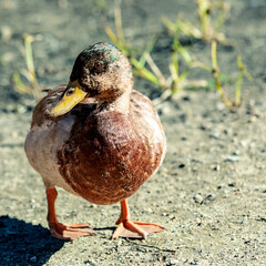 Young Mallard