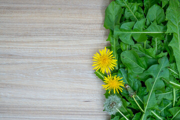 Creative layout made of dandelion leaves and fresh and dried flowers in autumn on the table with neutral space. Flat lay. Autumn nature leaves concept. Great for presentation slide.	