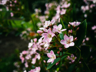 pink flowers in the garden