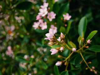 Fototapeta premium Flowers in the garden