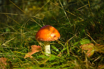 Muchomor w polskim mazurskim lesie © Rafa