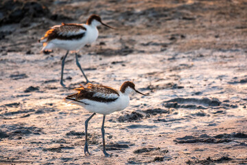 Two Water birds pied avocet, Recurvirostra avosetta, standing on salt lake shore in pink sunset light. The pied avocet is a large black and white wader with long, upturned beak
