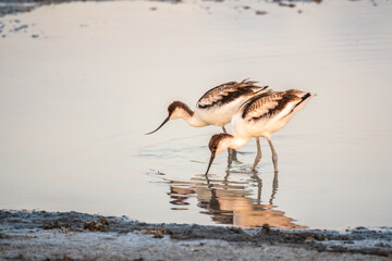 Two Water birds pied avocet, Recurvirostra avosetta, standing in the water in pink sunset light. The pied avocet is a large black and white wader with long, upturned beak