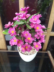 pink flowers in a vase
