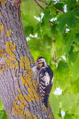 Female Syrian woodpecker, Dendrocopos syriacus, sits on a tree trunk.