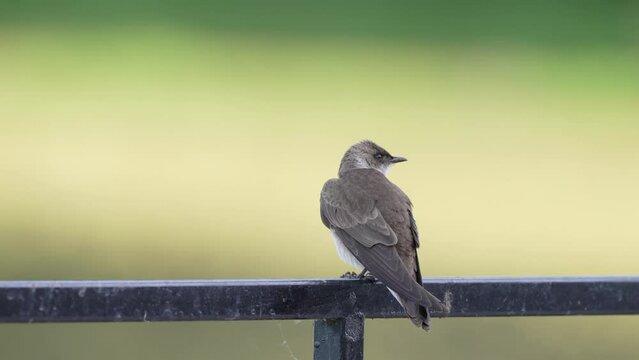 Large passerine bird, brown-chested martin, progne tapera perching still on the handrail against green nature background, looking and wondering around its surrounding environment, selective focus. 