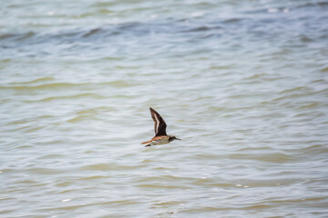 Common sandpiper, Actitis hypoleucos, flying over lake water