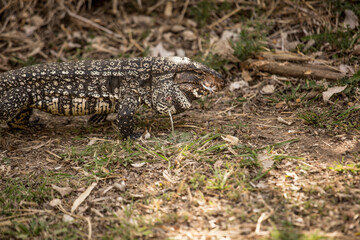 Lagarto Overo