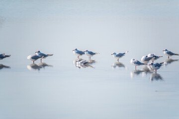 Flock of Seagulls, The European herring gull, swims on the calm lake shore
