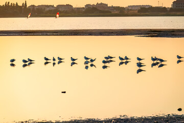 Flock of Seagulls, The European herring gull, swims on the calm lake shore in sunset