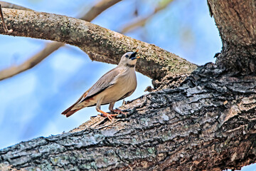 Brahminy Starling on a branch in nature