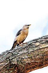 Brahminy Starling on a branch in nature