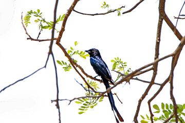 A drongo on a branch