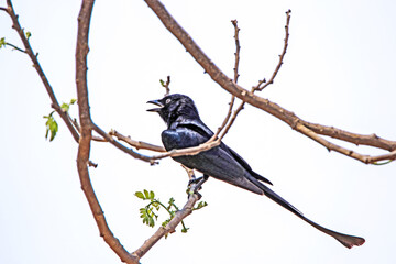 A drongo on a branch