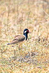 Red-wattled Lapwing on dry field