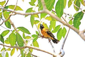 Asian golden weaver on a branch in nature