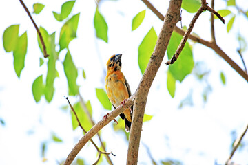 Asian golden weaver on a branch in nature