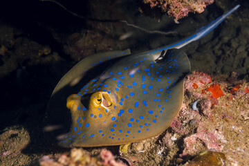 blue spotted stingray fish hide in the coral reef