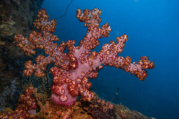 Fototapeta na wymiar soft red coral reef in the blue sea