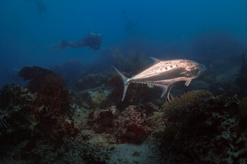 Obraz premium scuba diver and coral swimming with a big silver tuna in the foreground