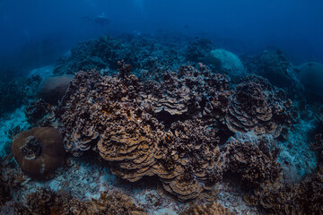 Naklejka na ściany i meble coral reef hard in blue ocean