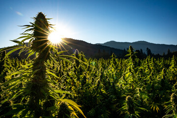 Large marijuana plants ready for harvest at sunrise at a hemp farm in Southern Oregon.