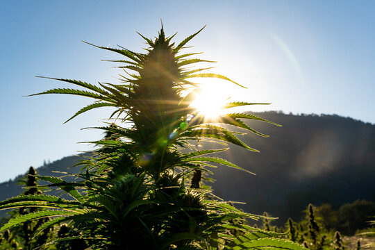 Close Up Of Large Marijuana Bud In Full Flower Just Before Harvest Backlit By The Sunrise At A Hemp Farm In Southern Oregon.