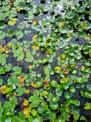
It is a water lily planted abundantly in the pond.