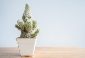 Strange Mammillaria plumosa cactus stretching caused of lack of sunlight. Cactus need exposure to lots of sunlight to thrive and blossom.