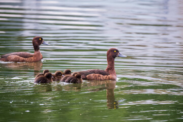 Tufted duck Family swims with their ducklings in green lake water.