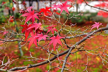 Decorative of the Japanese Style garden in Autumn season change leaf in Japan