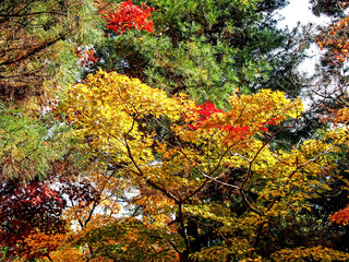 Decorative of the Japanese Style garden in Autumn season change leaf in Japan