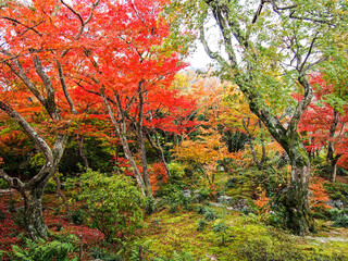 Naklejka premium Decorative of the Japanese Style garden in Autumn season change leaf in Japan