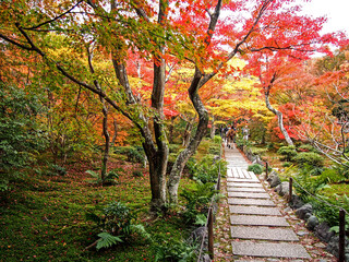 Naklejka na ściany i meble Decorative of the Japanese Style garden in Autumn season change leaf in Japan