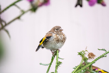 European goldfinch with juvenile plumage, feeding on the seeds of thistles. Carduelis carduelis.