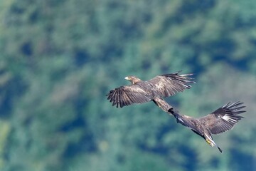 グリーンバックに仲良く飛ぶイヌワシの親子